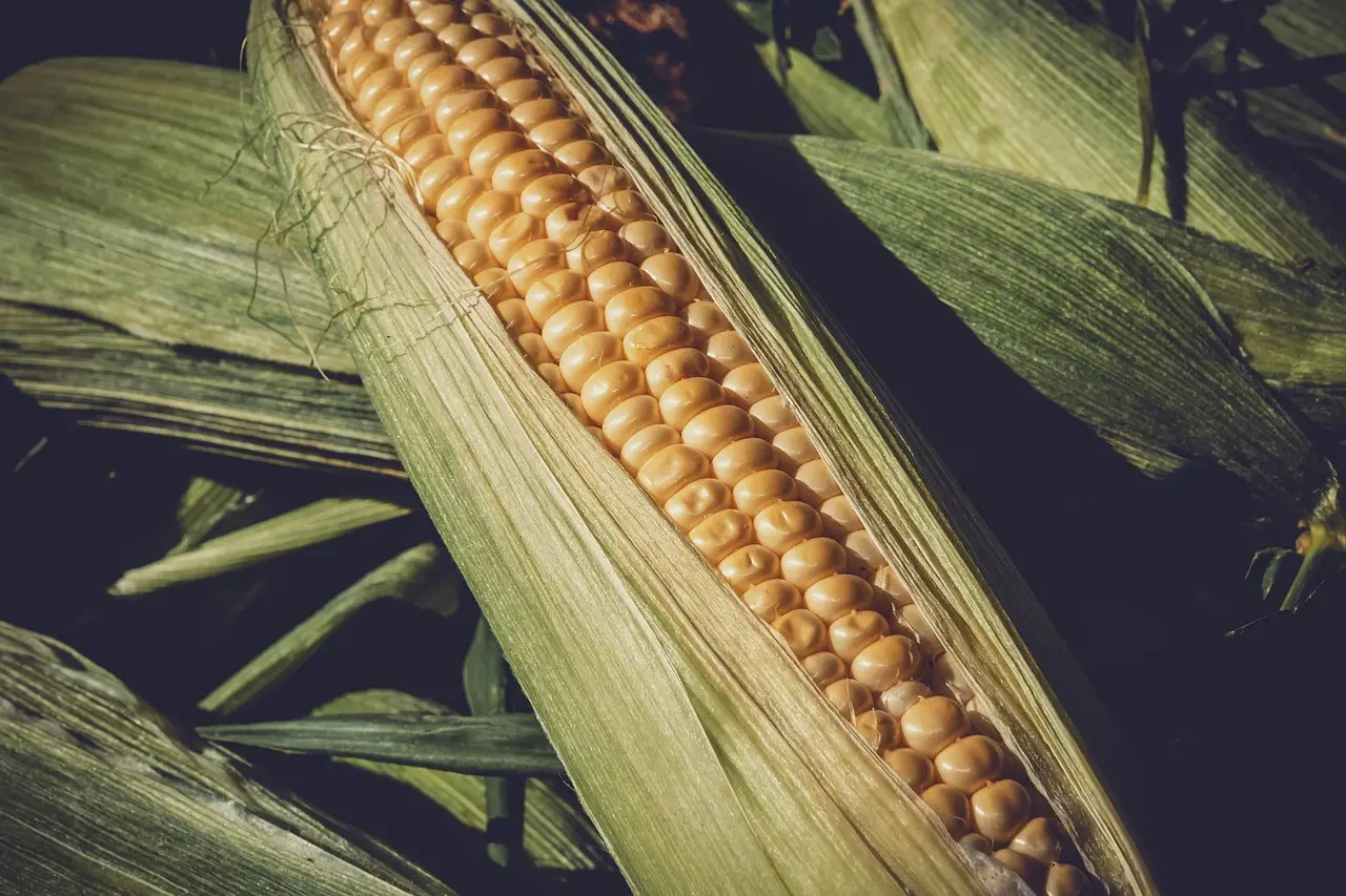 China expects a strong grain harvest in 2026 as corn area expands - UkrAgroConsult