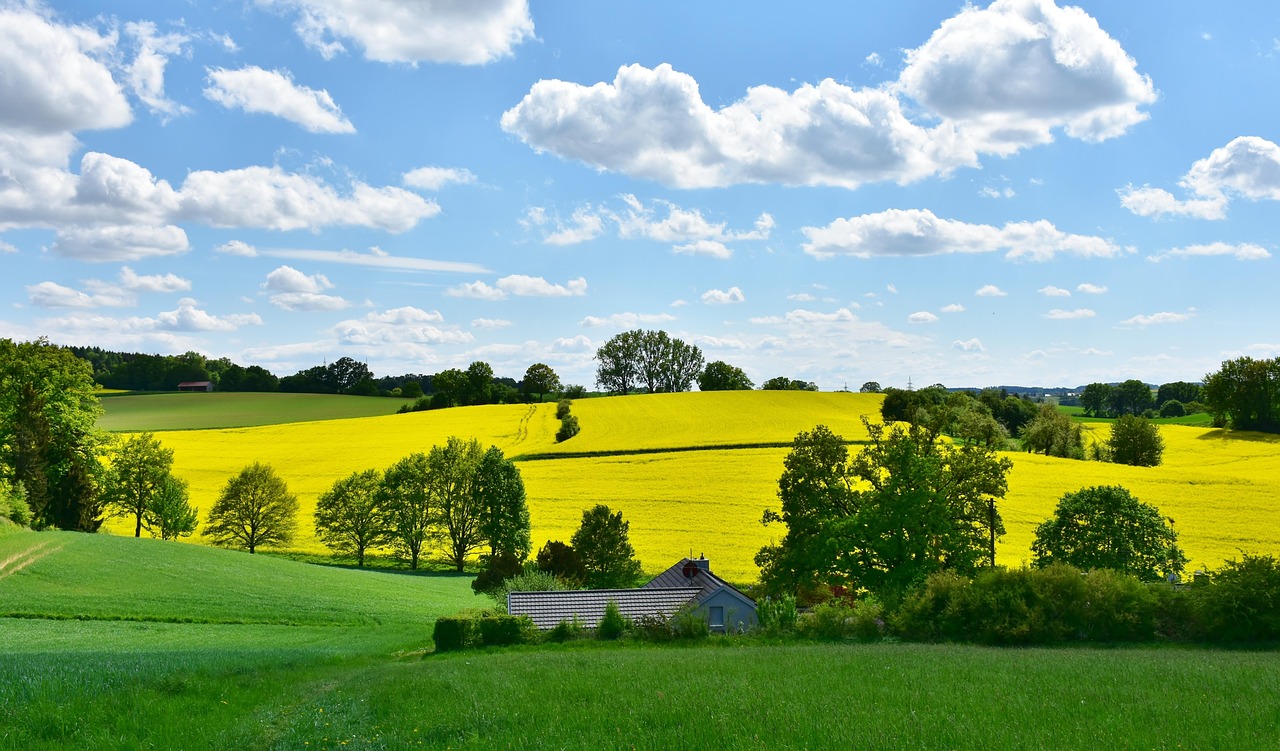 Rapeseed prices fall under pressure from rising supply and weaker canola futures - UkrAgroConsult