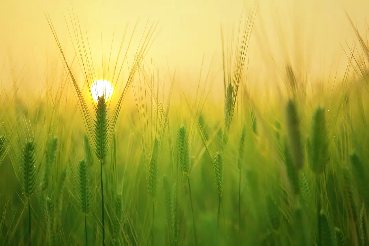 Lower Grain Prices Lead to Lower Earnings for Grain Farms in 2024; Livestock Sector Sees Gains - farmdoc daily