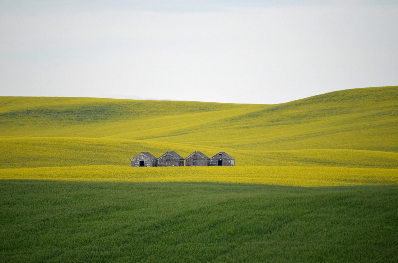 Price certainty is powerful perk for winter canola