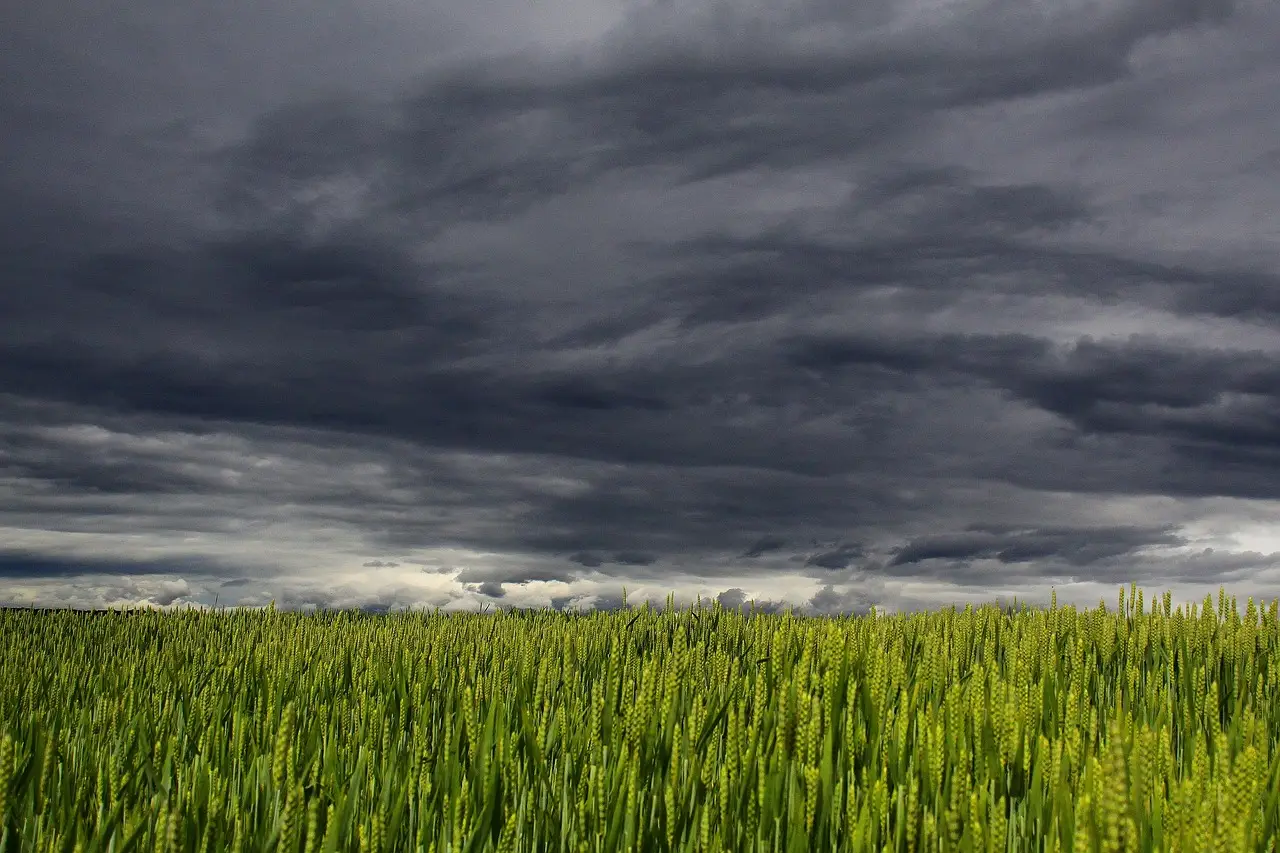 Fastmarkets launches new price assessments for Russian wheat at Baltic ports - UkrAgroConsult