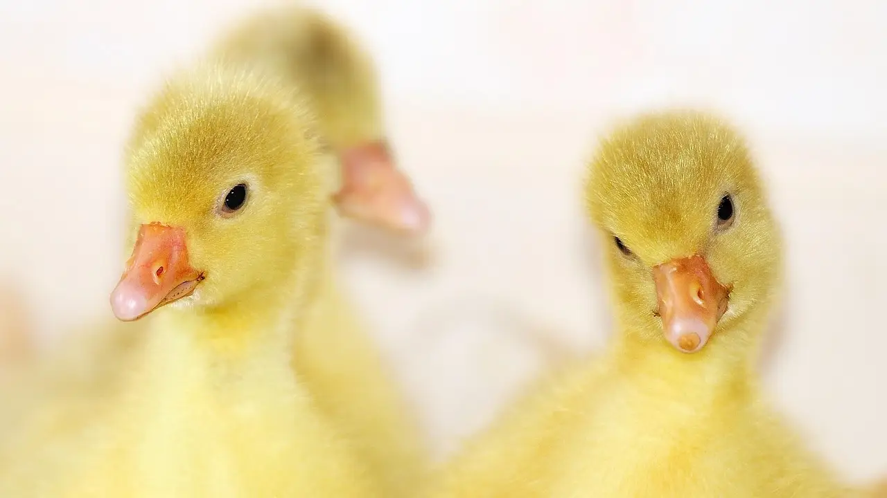 Languishing farm bill eroding optimism - Brownfield Ag News