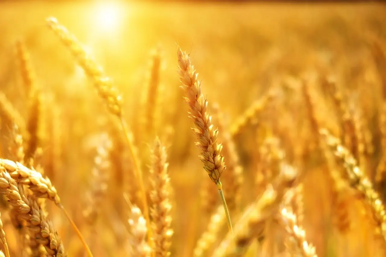 OSU and Oklahoma Genetics Inc. partnership benefits wheat industry - news.okstate.edu