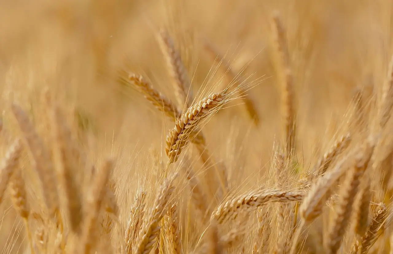 Chicago Grain Futures Open Lower as Wheat Leads Losses, Soybeans and Corn Retreat - AgroLatam