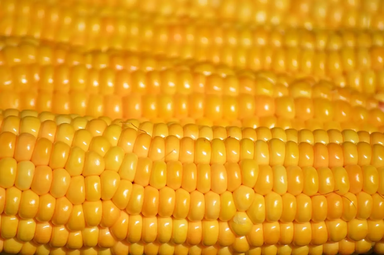 Grain Markets Explode to Fresh Highs on War and Weather - AgWeb