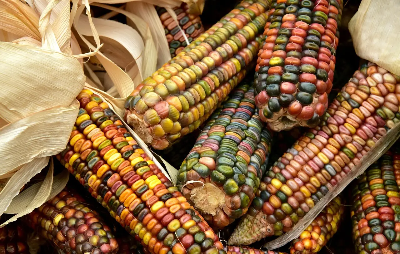 Corn, Soybeans Close Below Support on Harvest, NOPA Crush: Cattle Rebound - AgWeb