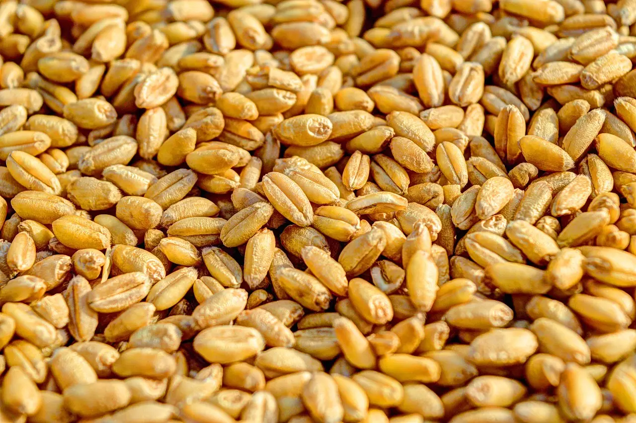 Seed treatments critical piece of crop protection - Brownfield Ag News